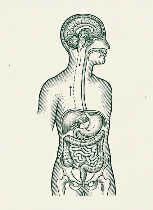 Illustration éditoriale de l'axe intestin-cerveau